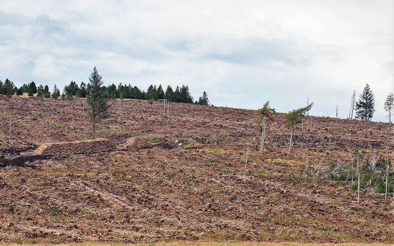 The area where the nest was situated at Brawlbin Forest has now been cleared by contractors.