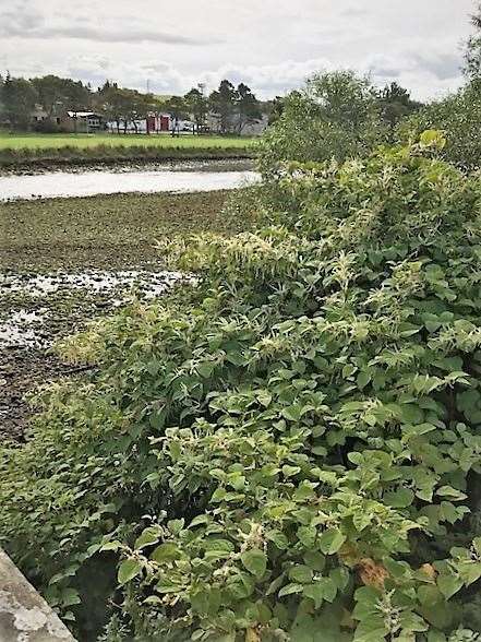 The knotweed has the potential to undermine structures, it has been reported.