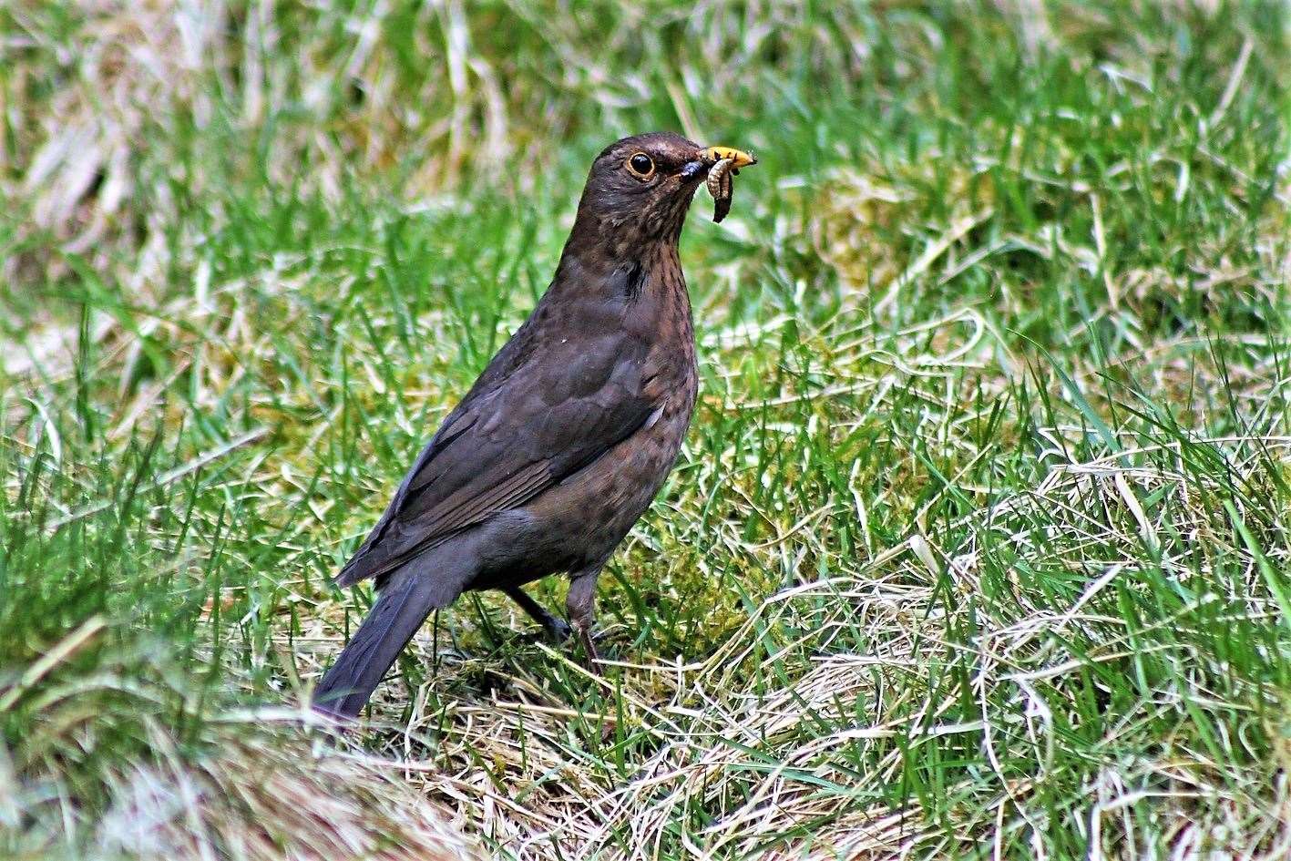 Blackbirds have ranked top in the Big Farmland Bird Count in Scotland for the past two years. Picture: GWCT
