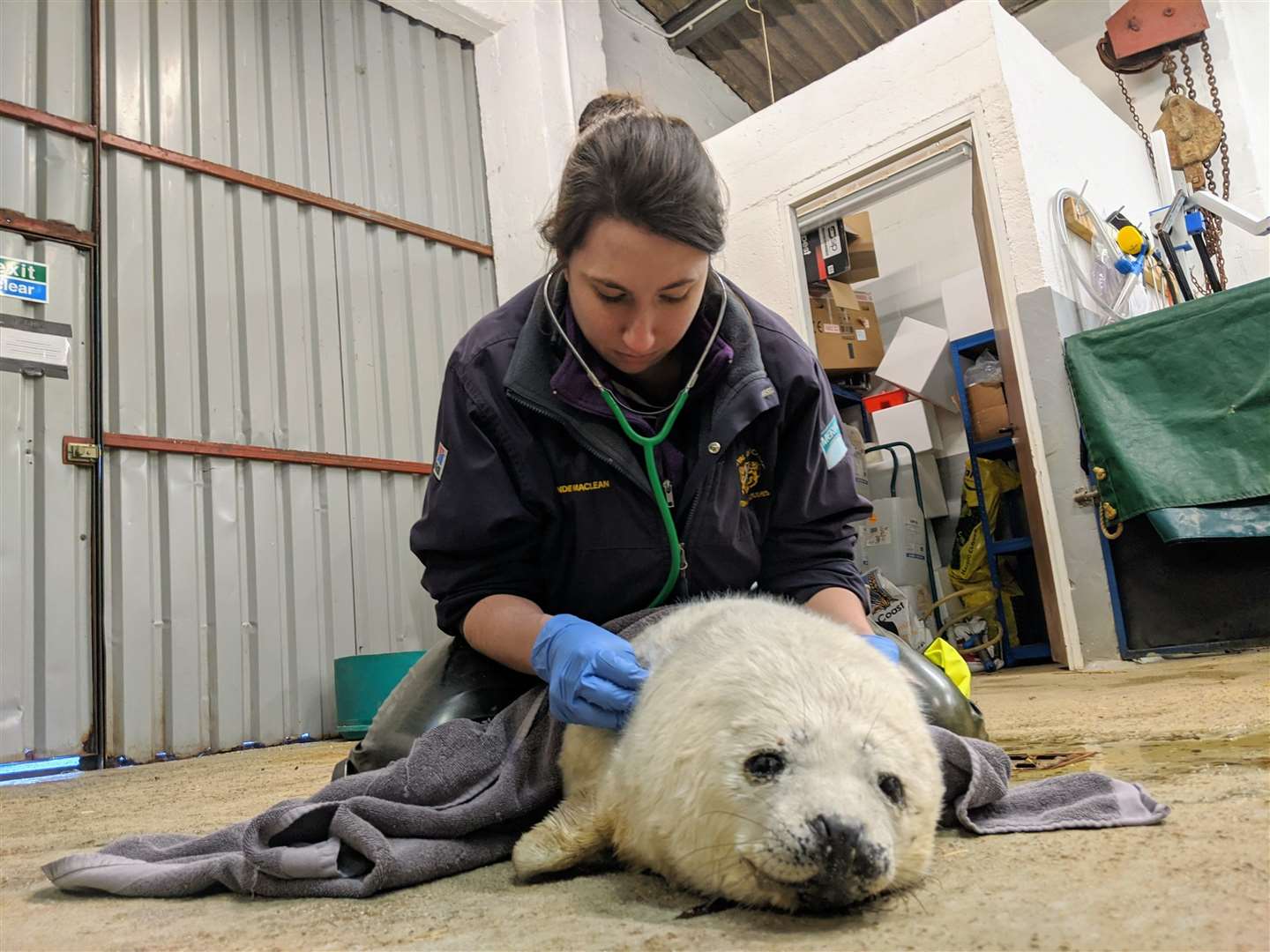 Vet Shondie Maclean treats a seal pup called Pudding in the next episode of The Highland Vet (Monday, 9pm, 5Select). Picture: Daisybeck Studios / 5Select / MCG