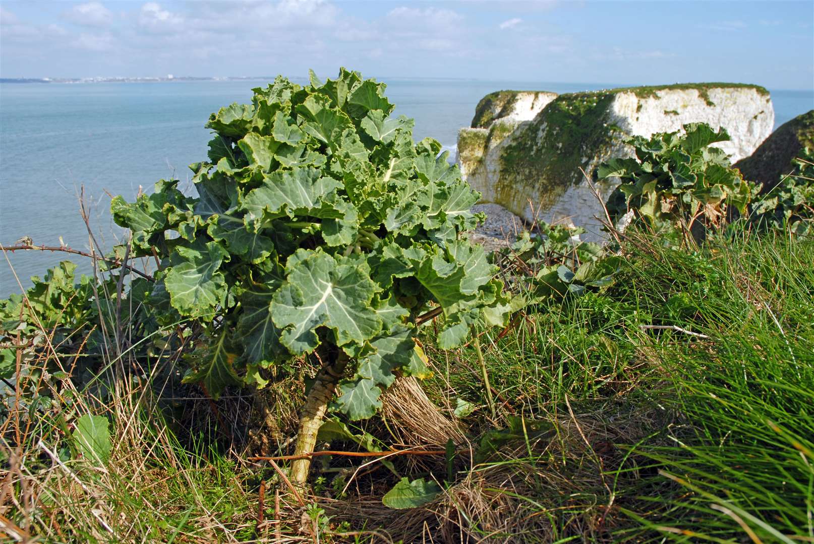 Sea kale was used as a sailor’s remedy for scurvy (David Boag/Alamy/PA)