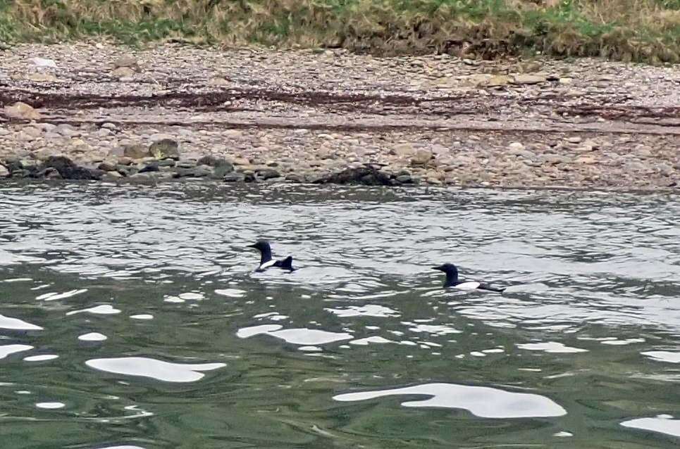 Black guillemots.