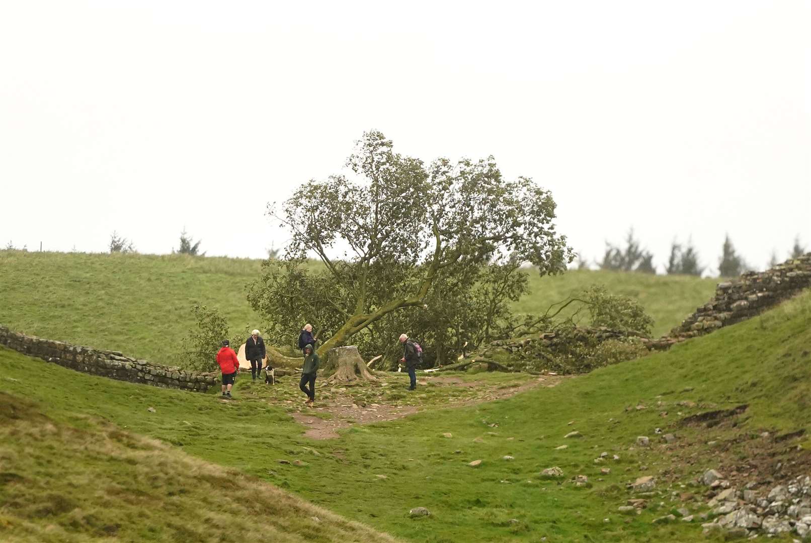 People look at the tree at Sycamore Gap, next to Hadrian’s Wall, which was ‘deliberately felled’, the Northumberland National Park Authority said (Owen Humphreys/PA)