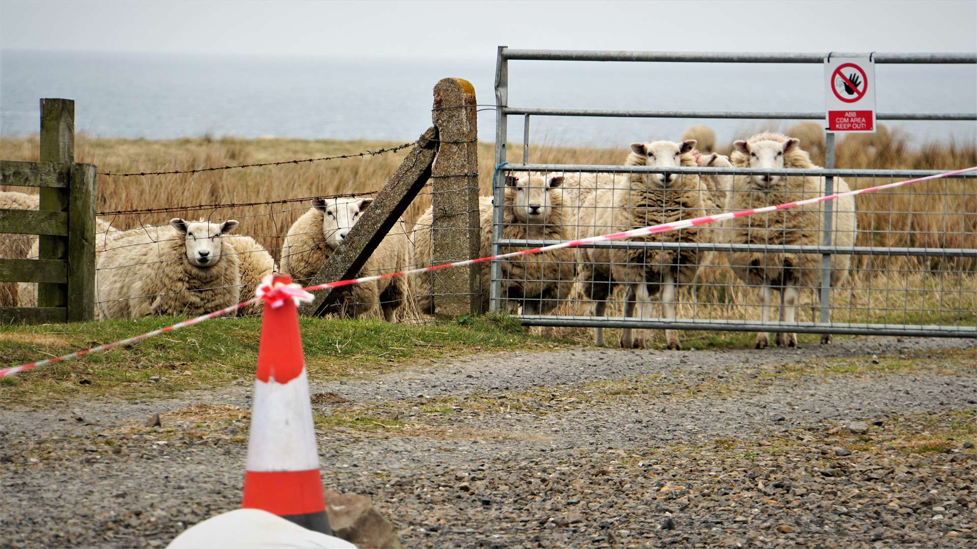 A flock of sheep were the only 'visitors' at Noss Head car park on Easter Sunday.