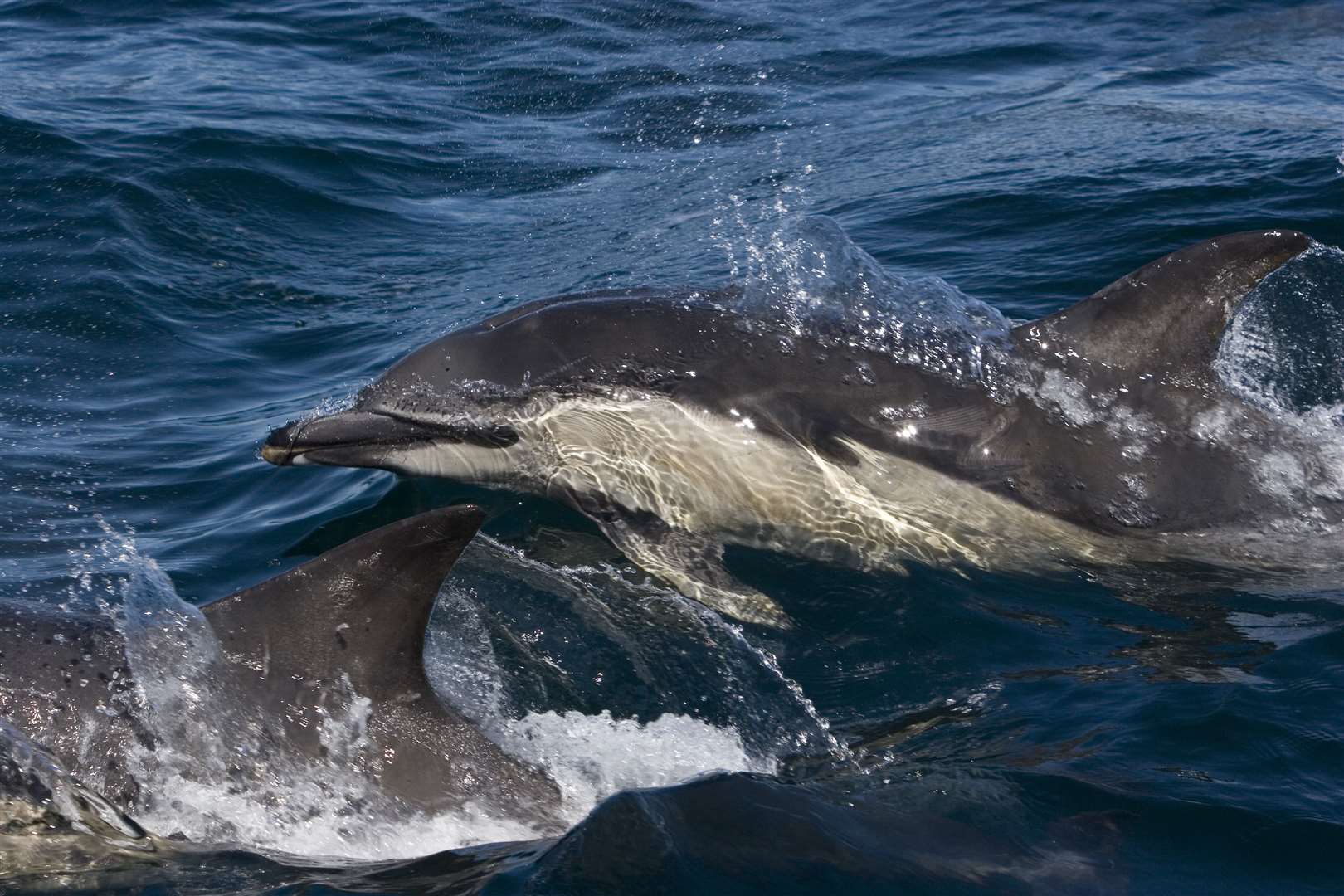 Membrii publicului pot contribui la protejarea vieții marine, cum ar fi acești delfini comuni.  Imagine: HWDT / Lewis Drysdale