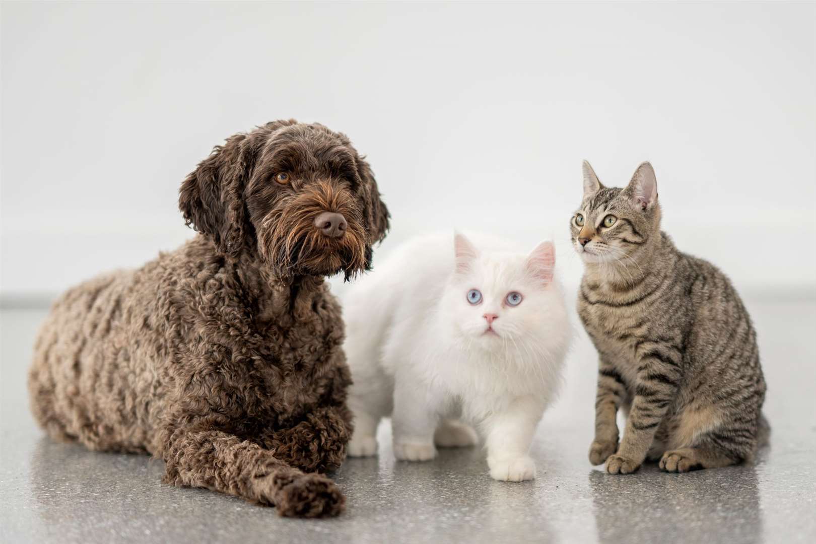 Cats or dogs can be a theme for junior writers entering the competition. Picture: iStock / FatCamera