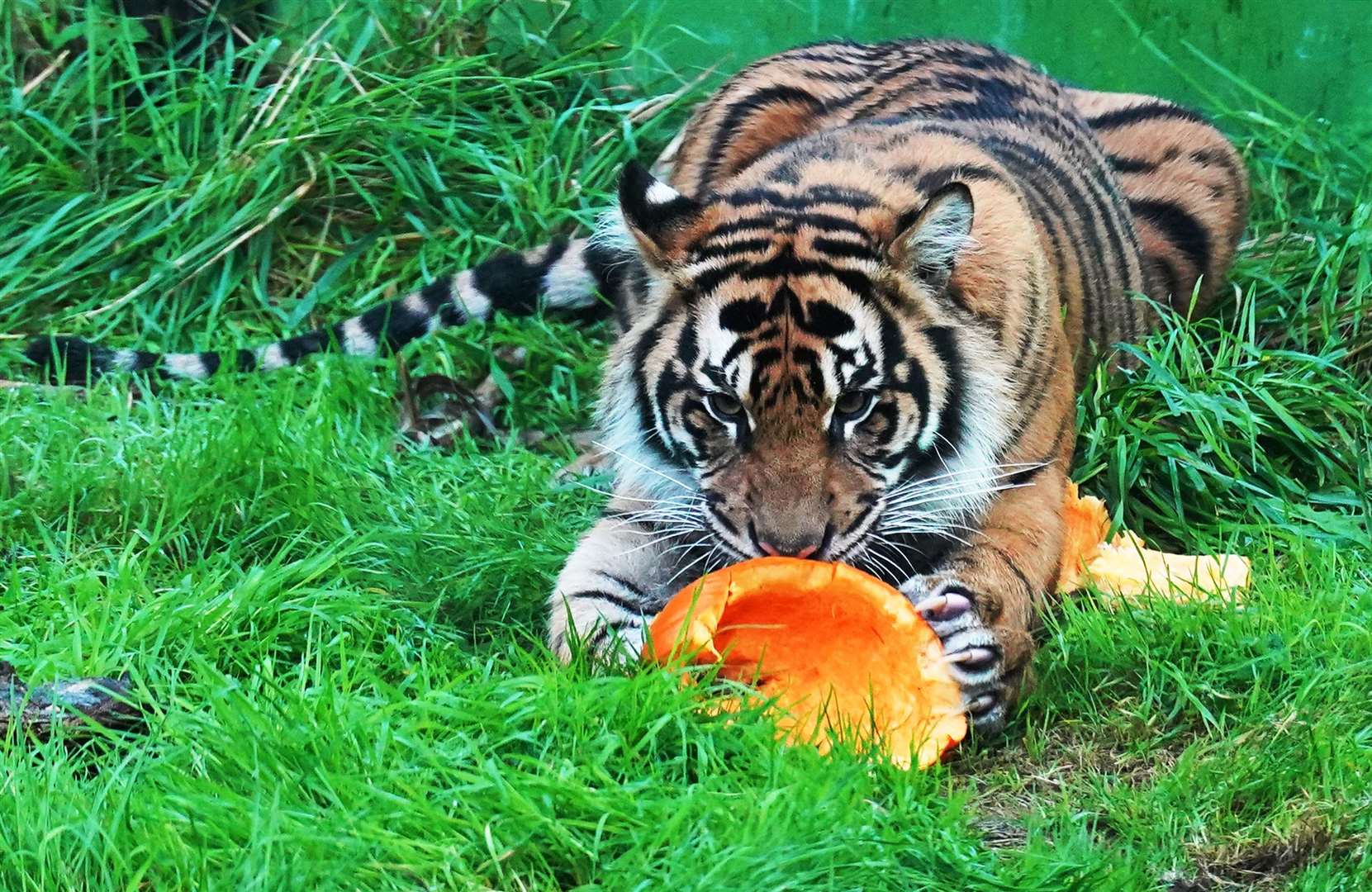 A Sumatran tiger enjoys its Halloween pumpkin (Jonathan Brady/PA)