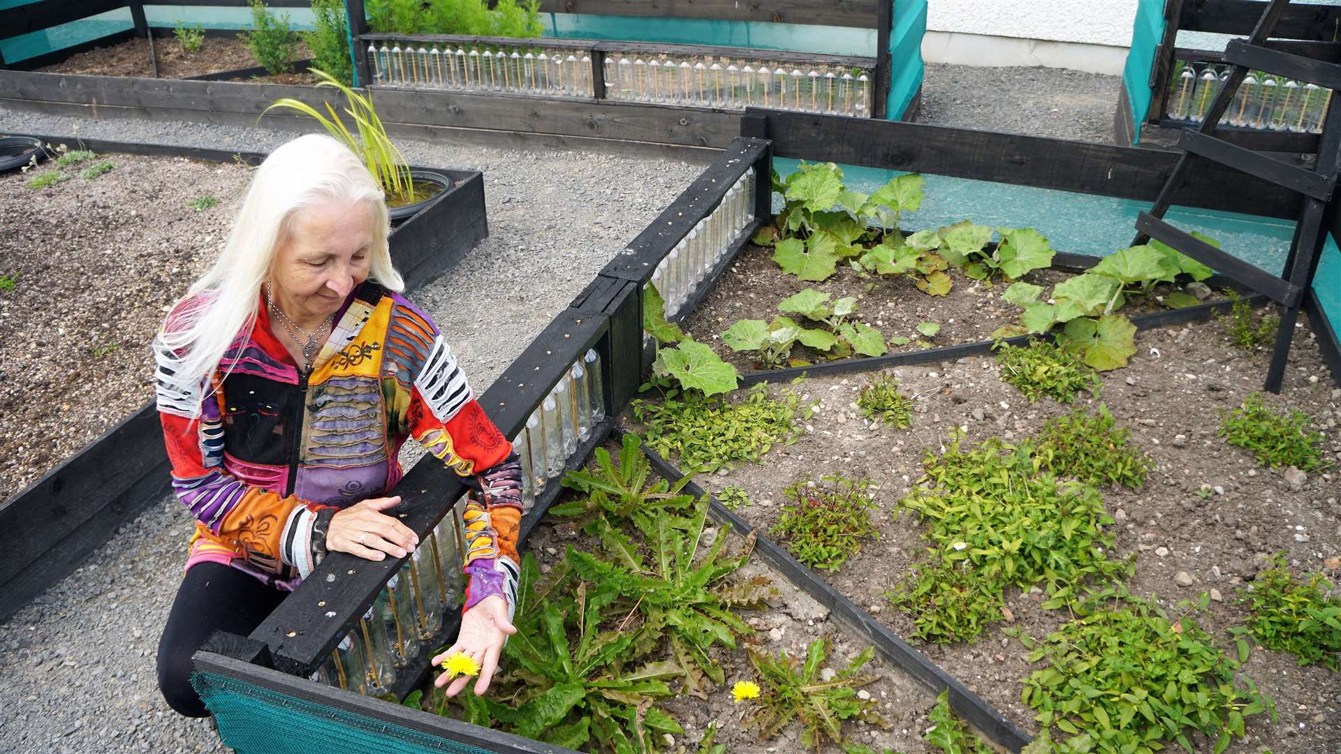 Carole tends to the plants which include sweet cicely, sweet rocket, red campion, elecampane, wild angelica, Scots lovage, lady's bedstraw and comfrey. Picture: DGS