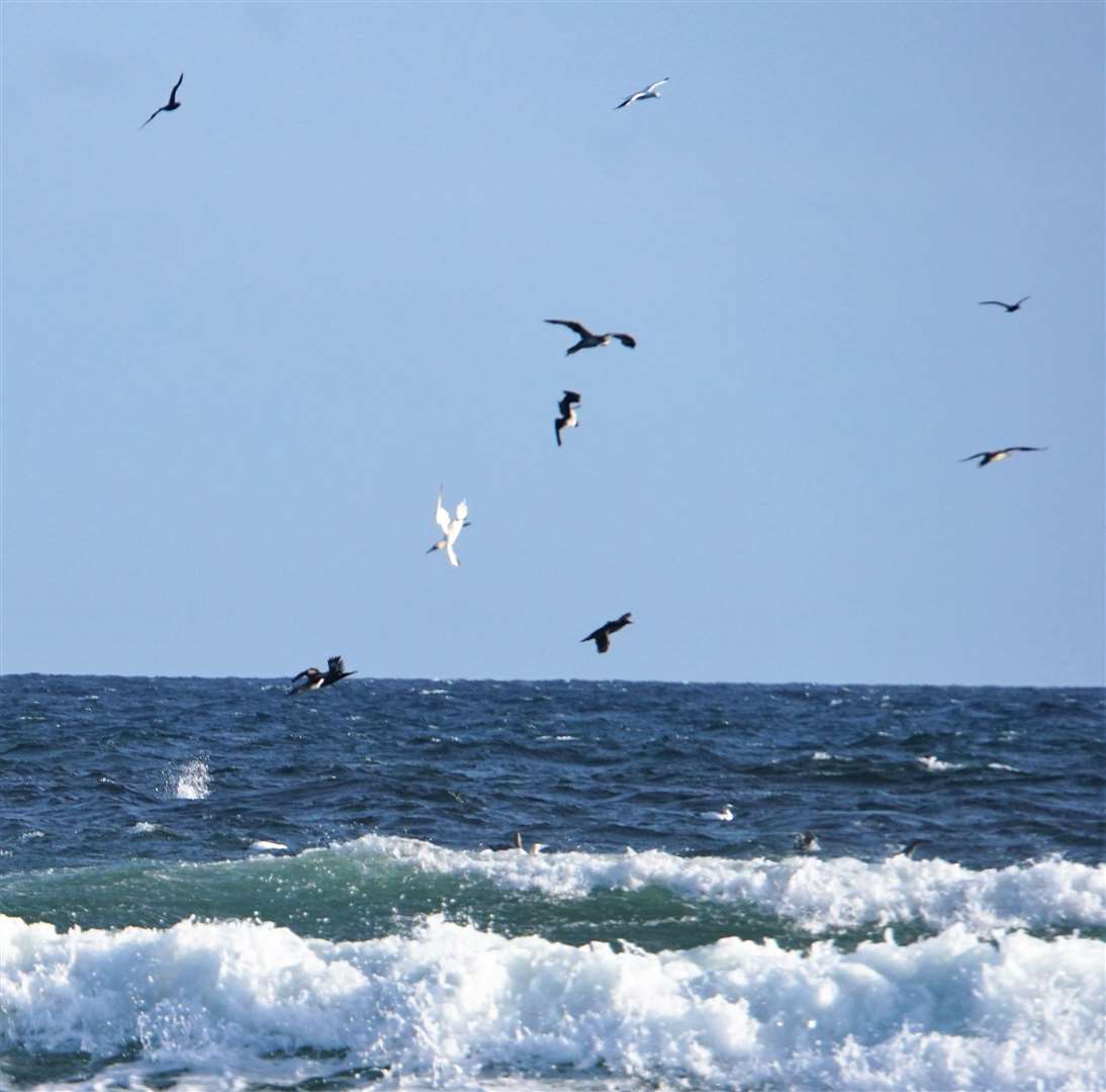 Seabirds on the Caithness coastline. Picture: DGS