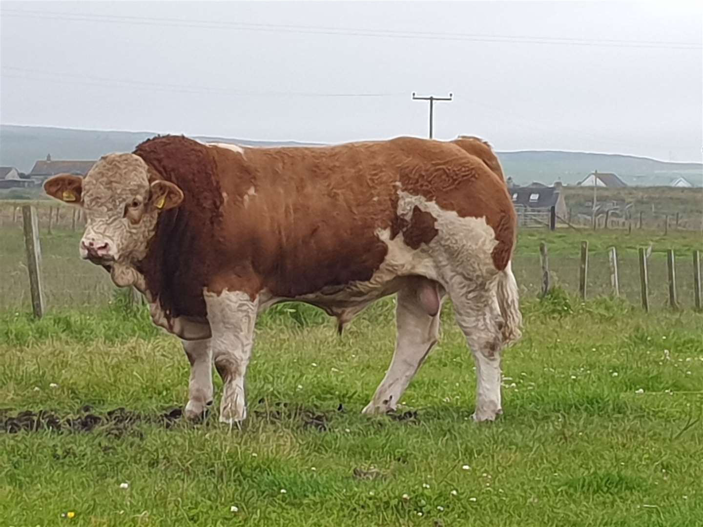 British Simmental Cattle Society winner Mavsey Kinetic, first in the young bulls born January-June 2019 class.