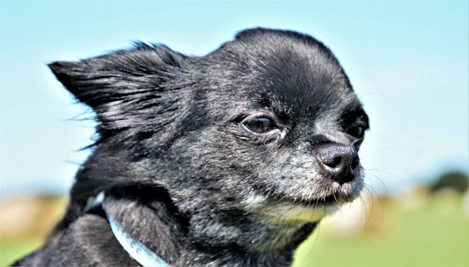 Louis the chihuahua found his forever home in Caithness after he was adopted from a rescue centre. Picture: DGS