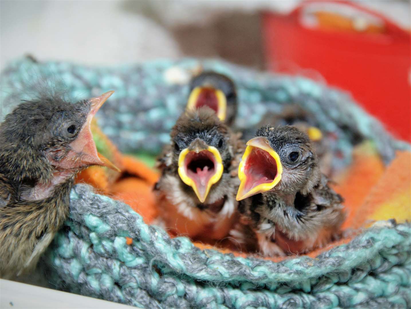 Baby birds rescued by the charity.
