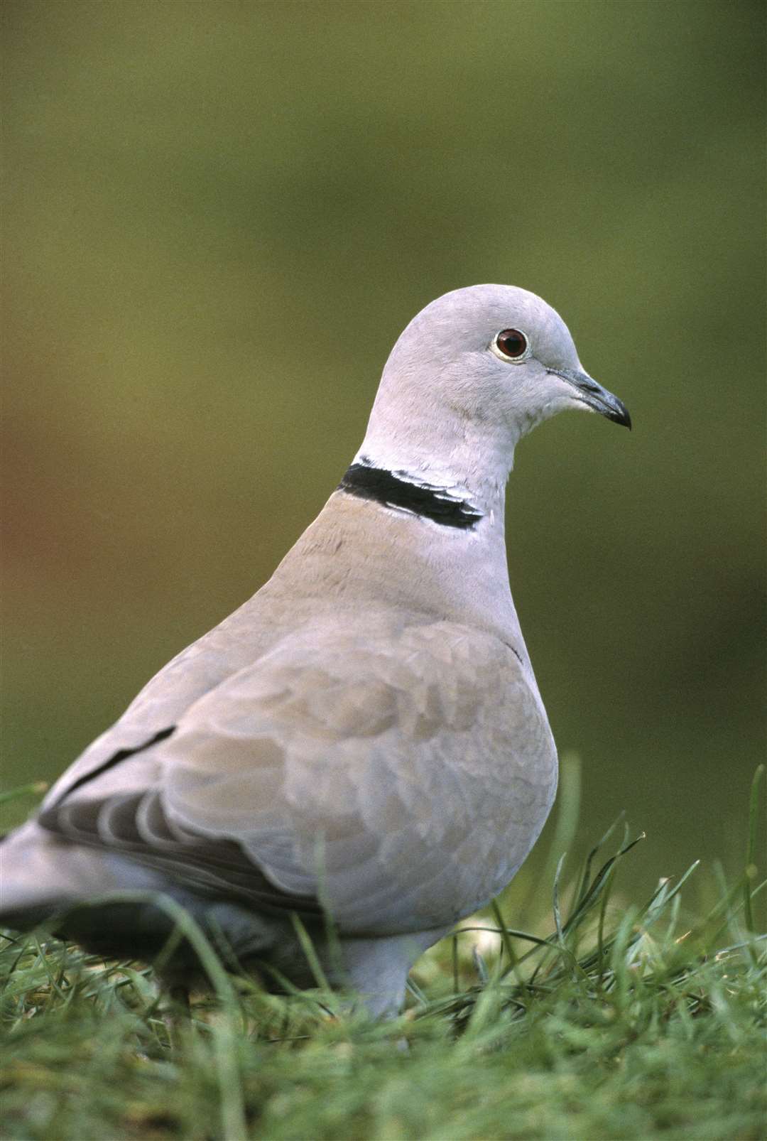 Collared dove Streptopelia decaocto, sitting in grass.
