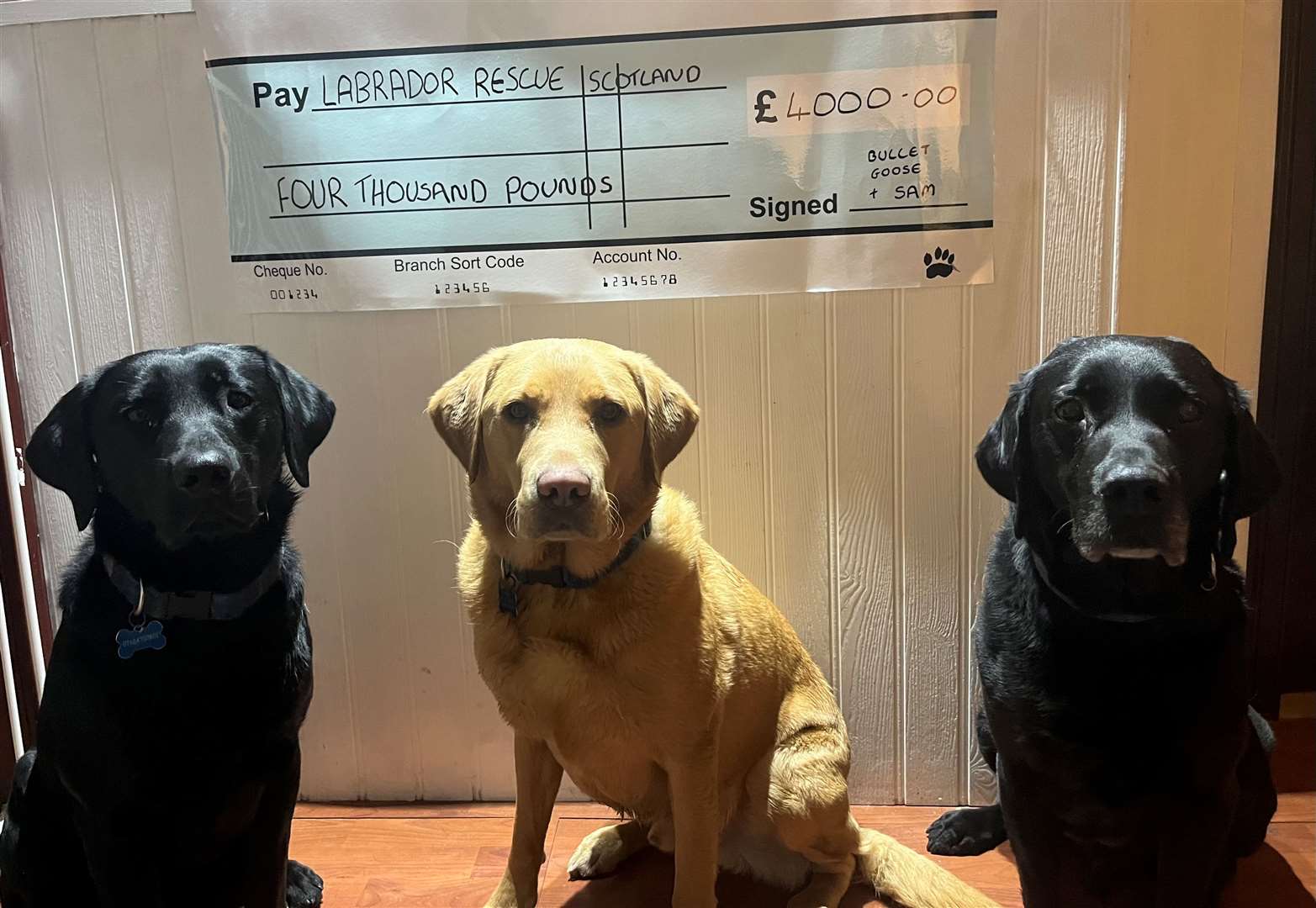 From left: Goose, Sam and Bullet with Sarah’s cheque for Labrador Retriever Rescue Scotland.