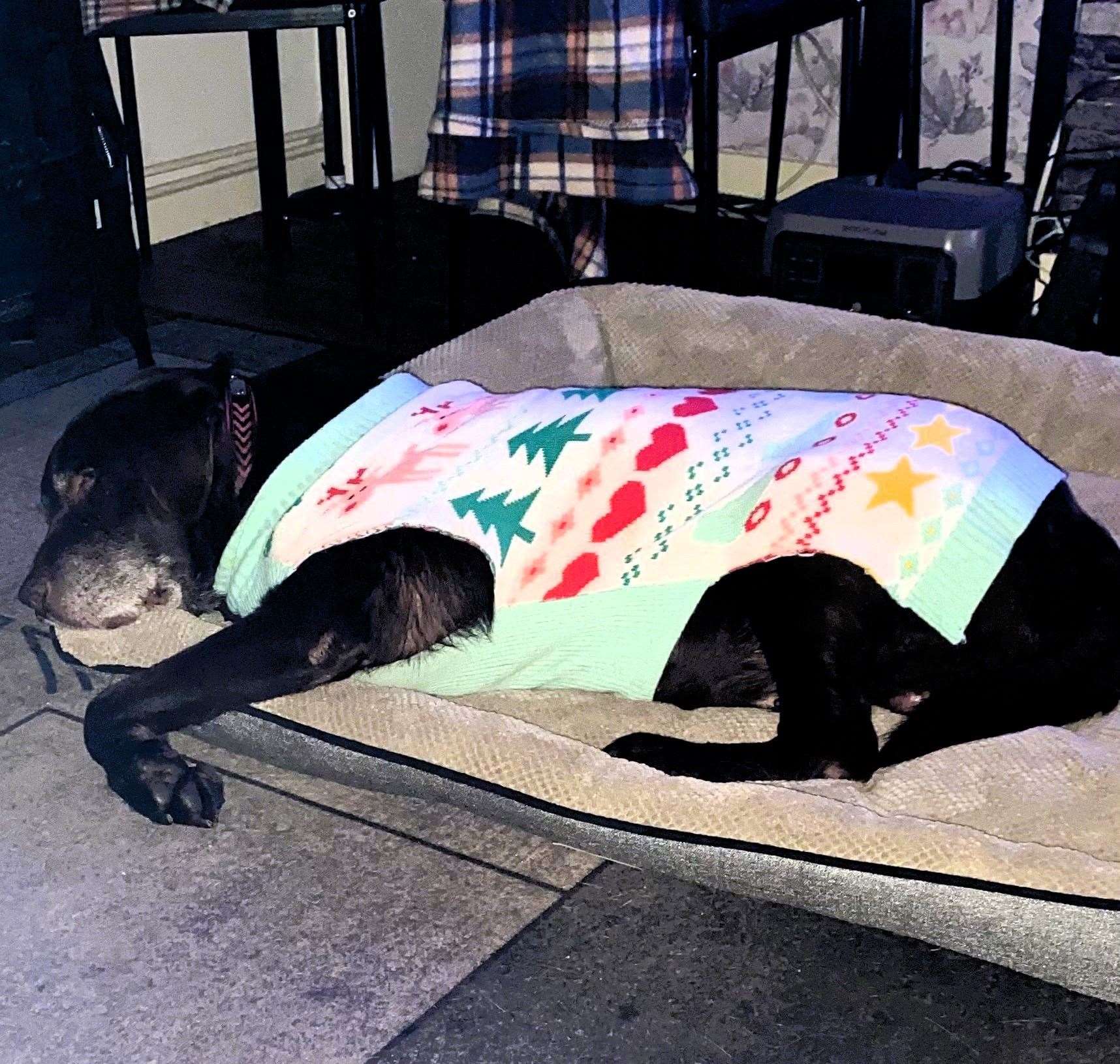 Shadow's owner says that when he walks he shuffles sideways like a crab. Picture supplied