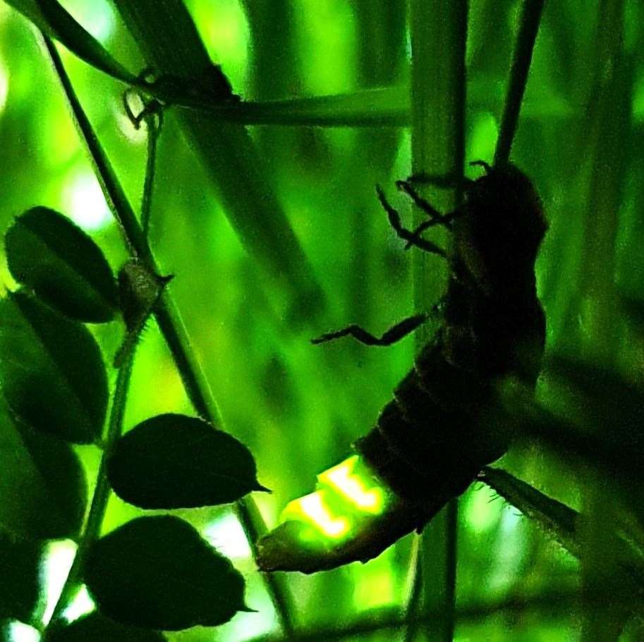 Are glow-worms lurking around Loch Watten?