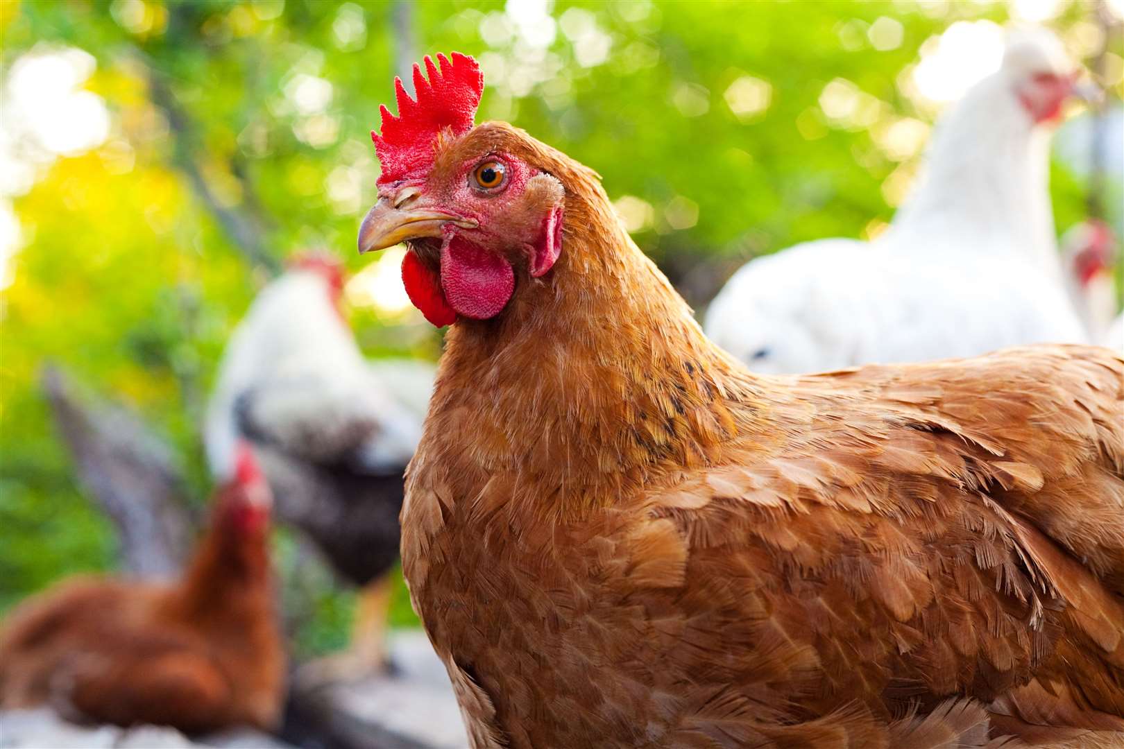 Poultry and other captive birds will no longer need to be housed, unless they are in a protection zone, and will be allowed to be kept outside.