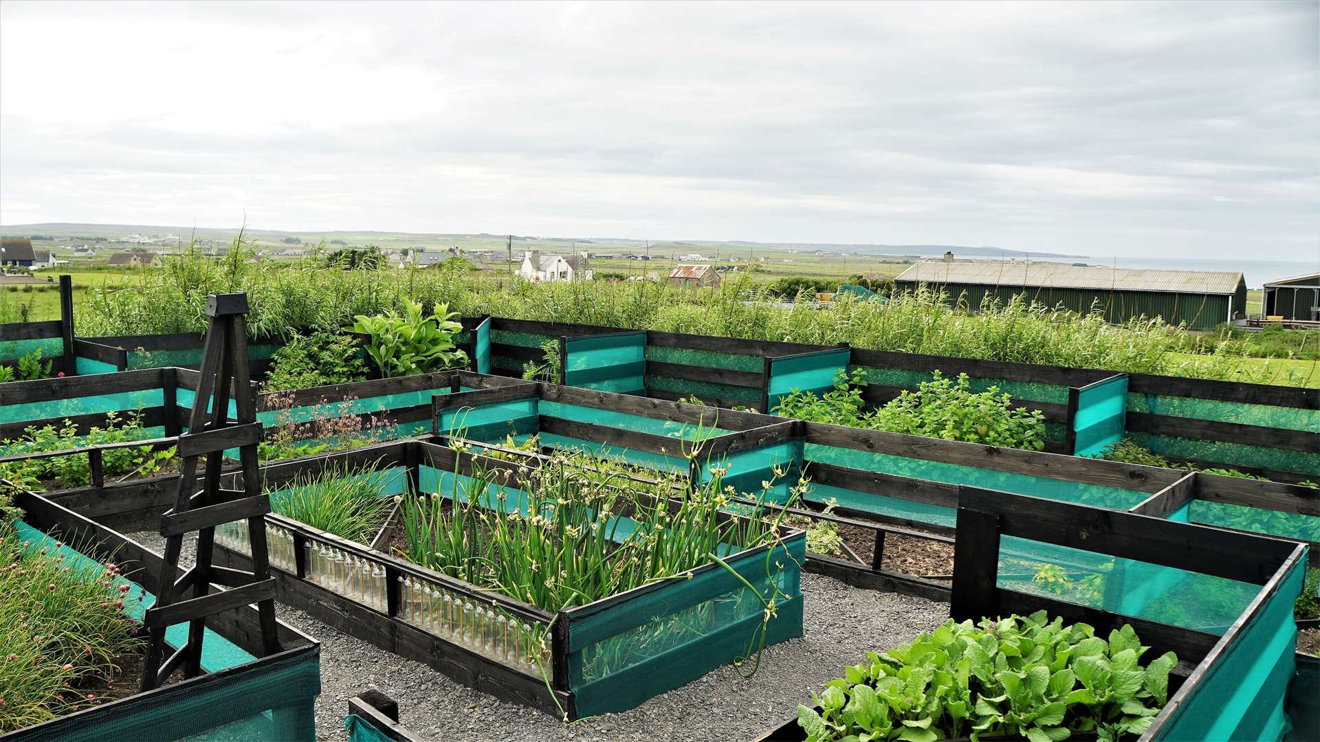 The herb garden has taken several years to build up to its present state and is sectioned off with various plants. Picture: DGS