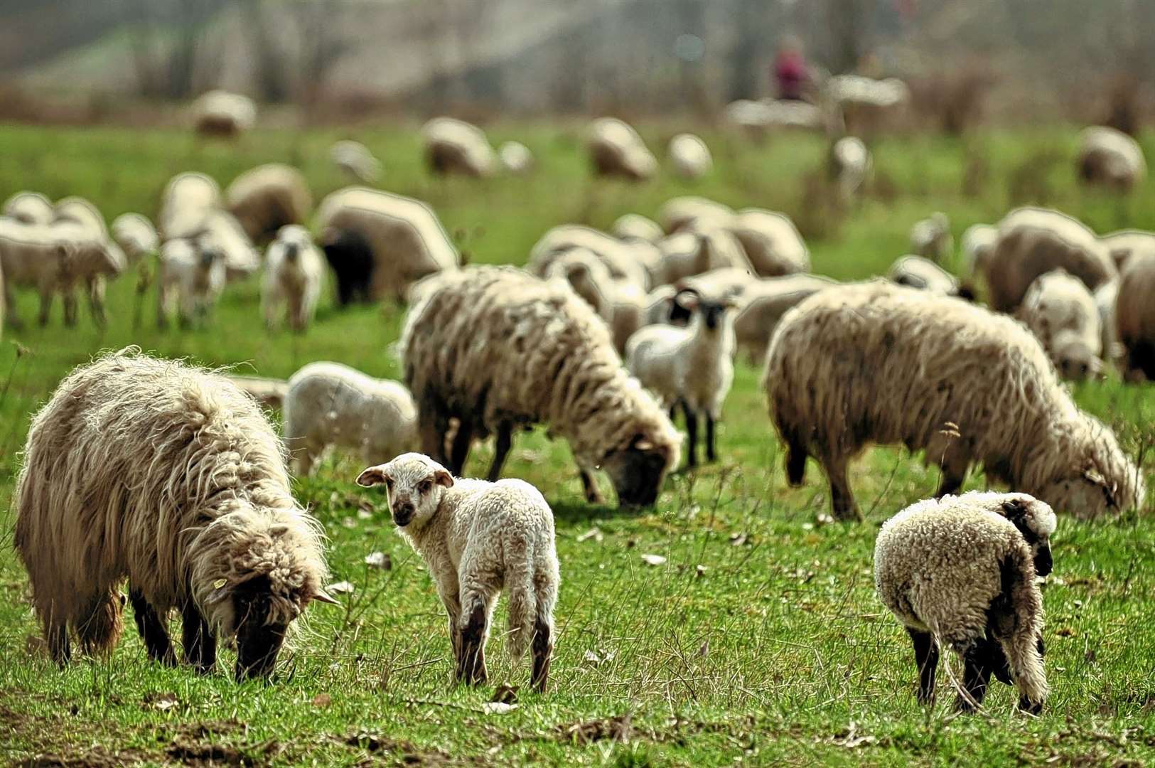 With lambs now in fields dog owners have been urged to keep their pets under control.