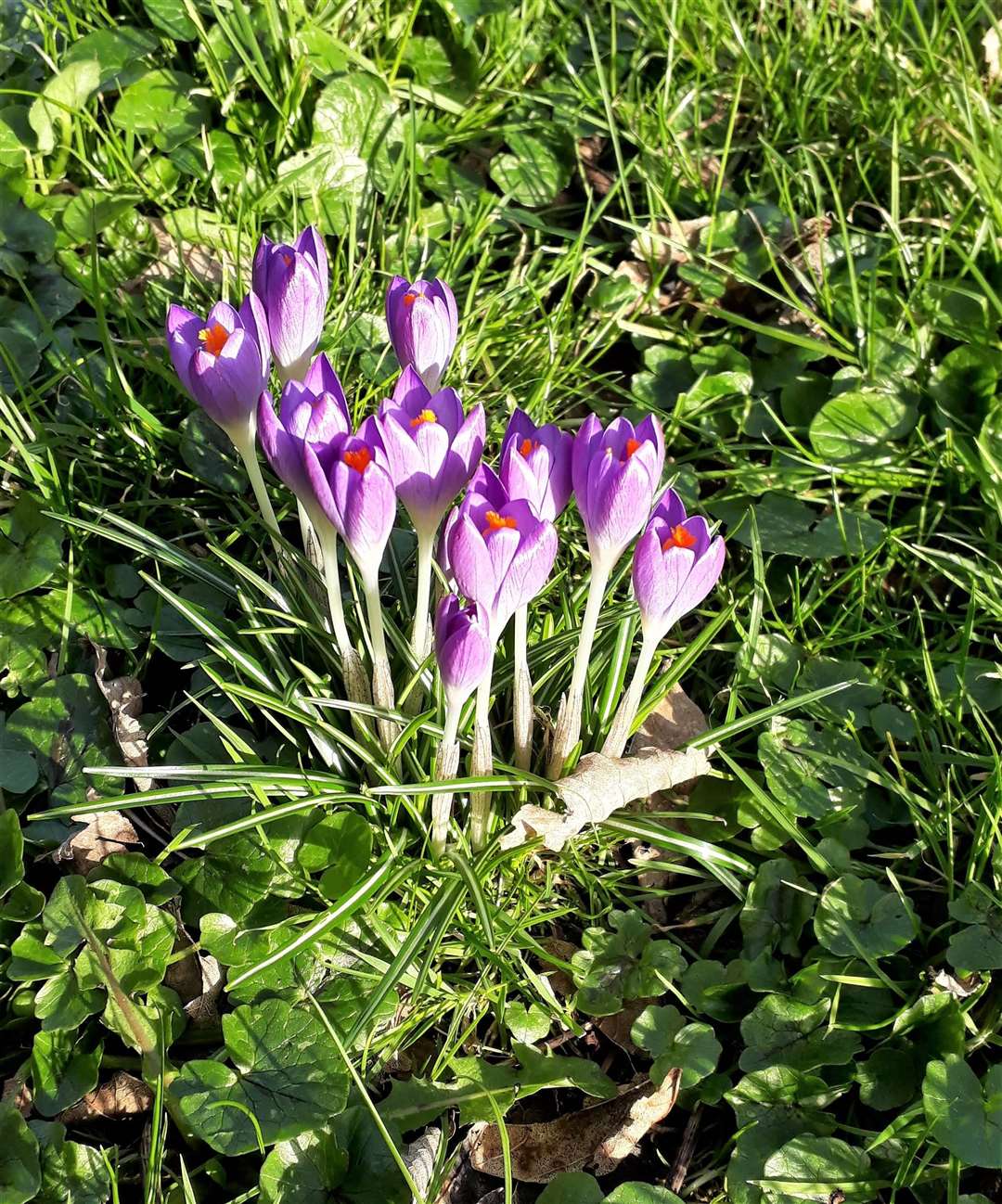 Despite the blustery conditions this crocus basked in a spot of sunshine at the weekend. Picture: Keith Banks