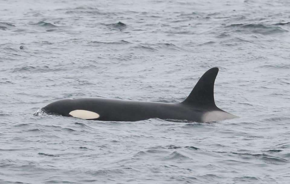 One of the killer whales photographed on Tuesday from the Pentland Venture during Orca Watch week, as were those in the gallery. Picture: Steve Truluck (Sea Watch Foundation WDC)