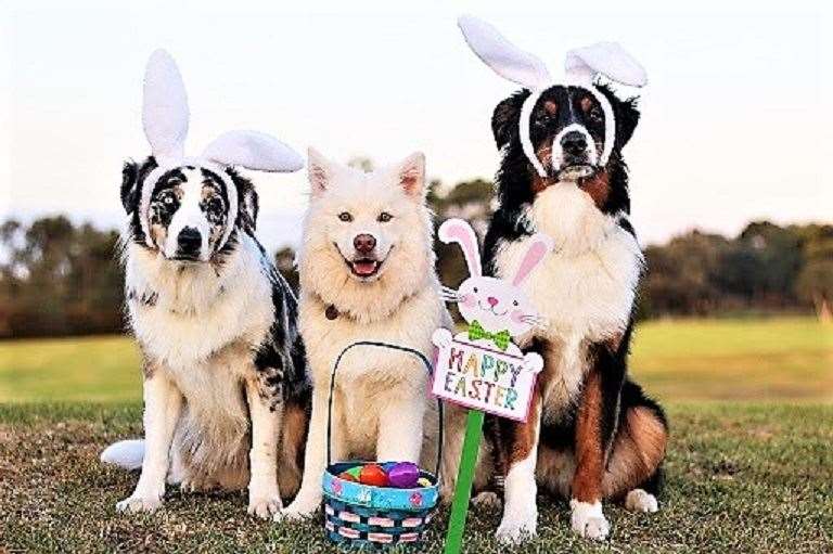 There are alternative snacks for dogs to give them at Easter.