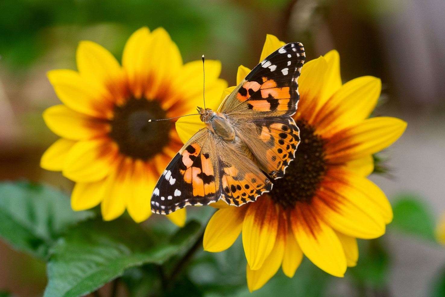 There were abundant numbers of painted lady butterflies in Scotland in last year's count. Picture: Andrew Cooper / Butterfly Conservation