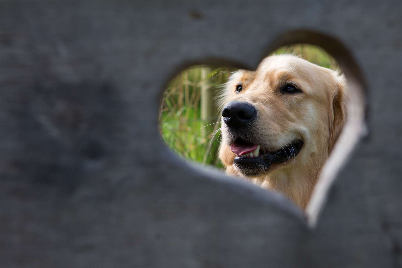 Golden Retriever assistance dog, in a heart-shaped frame. Picture: Dogs for Good.