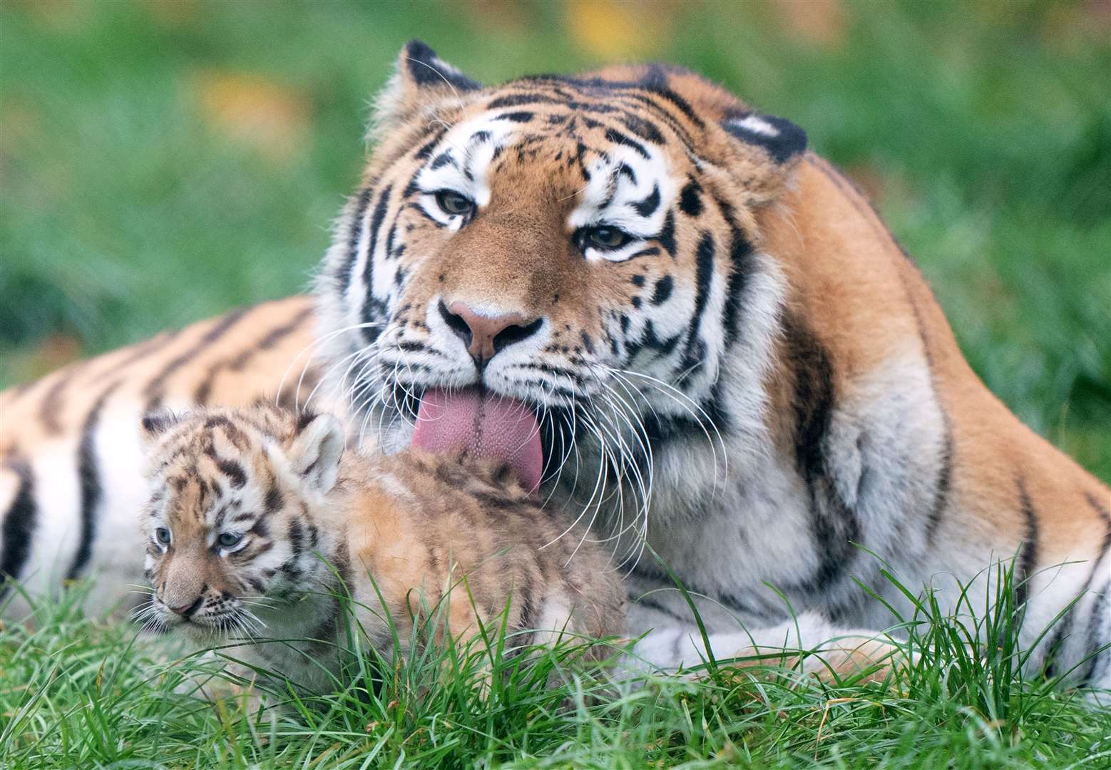 Mishka was identified as a genetically compatible mate for Banham Zoo’s resident male Amur tiger, Kuzma (Joe Giddens/PA)