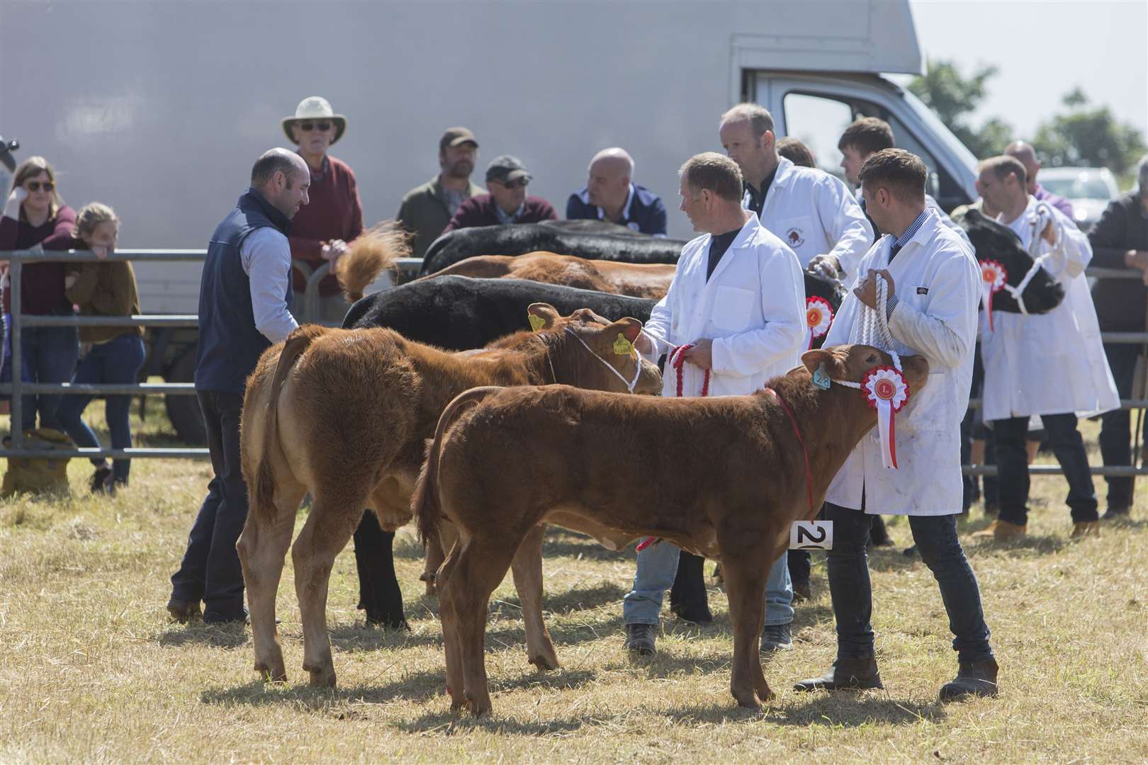 Cattle judge Robert Taylor (left), Upper Woodside Farm, Huntly, examines the entries in the commercial cattle championship. Picture: Robert MacDonald / Northern Studios