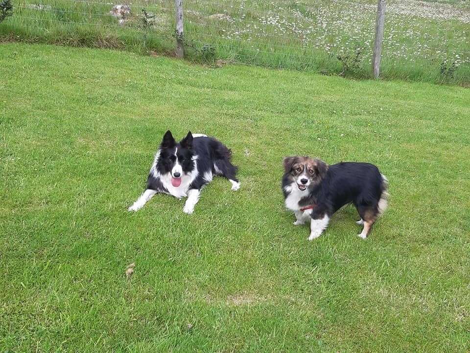 Abi (right) after the tumours were removed enjoying life in his new home.
