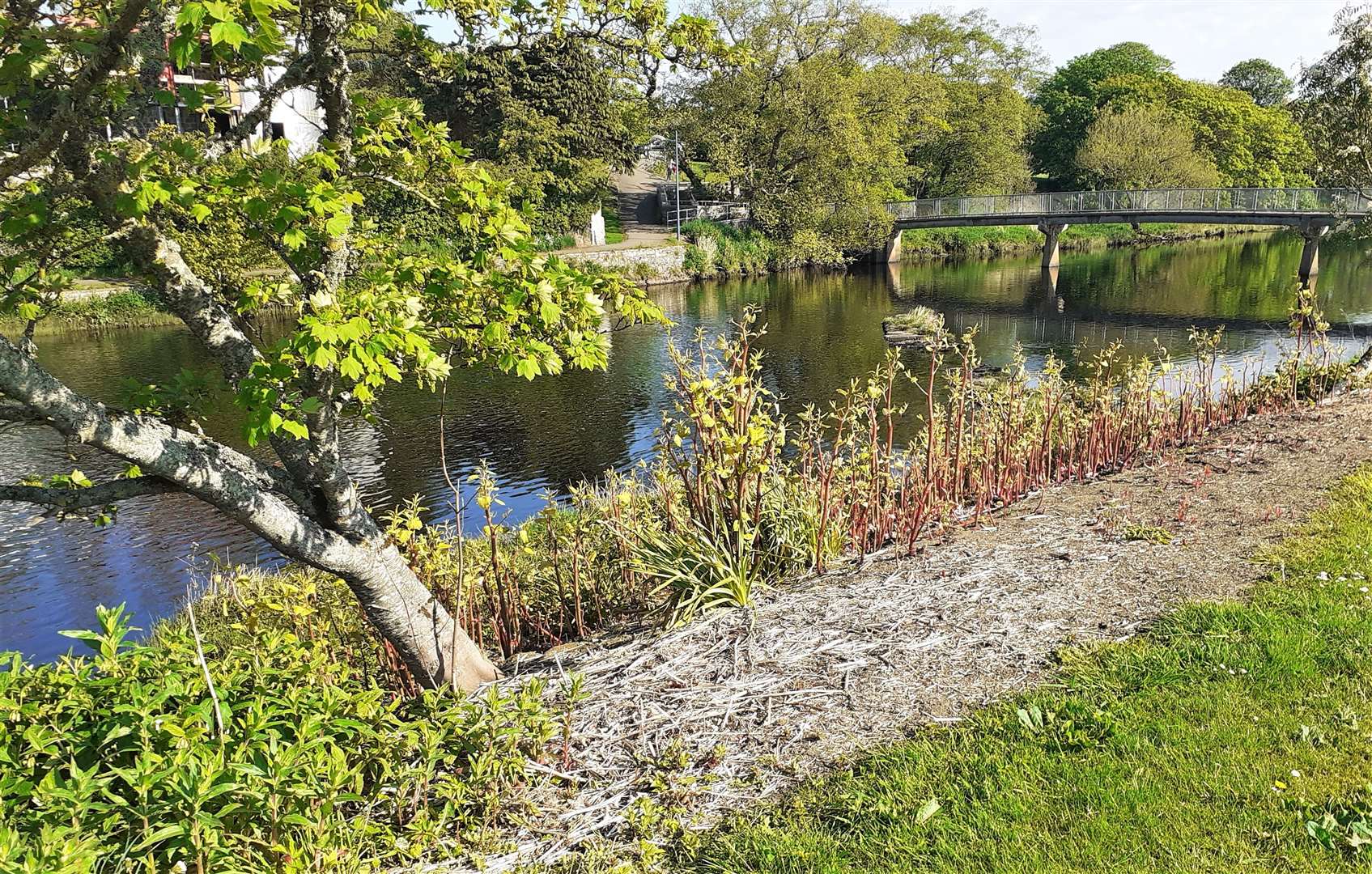 Japanese knotweed growing along the banks of River Thurso at Mill End. Picture: A Glasgow
