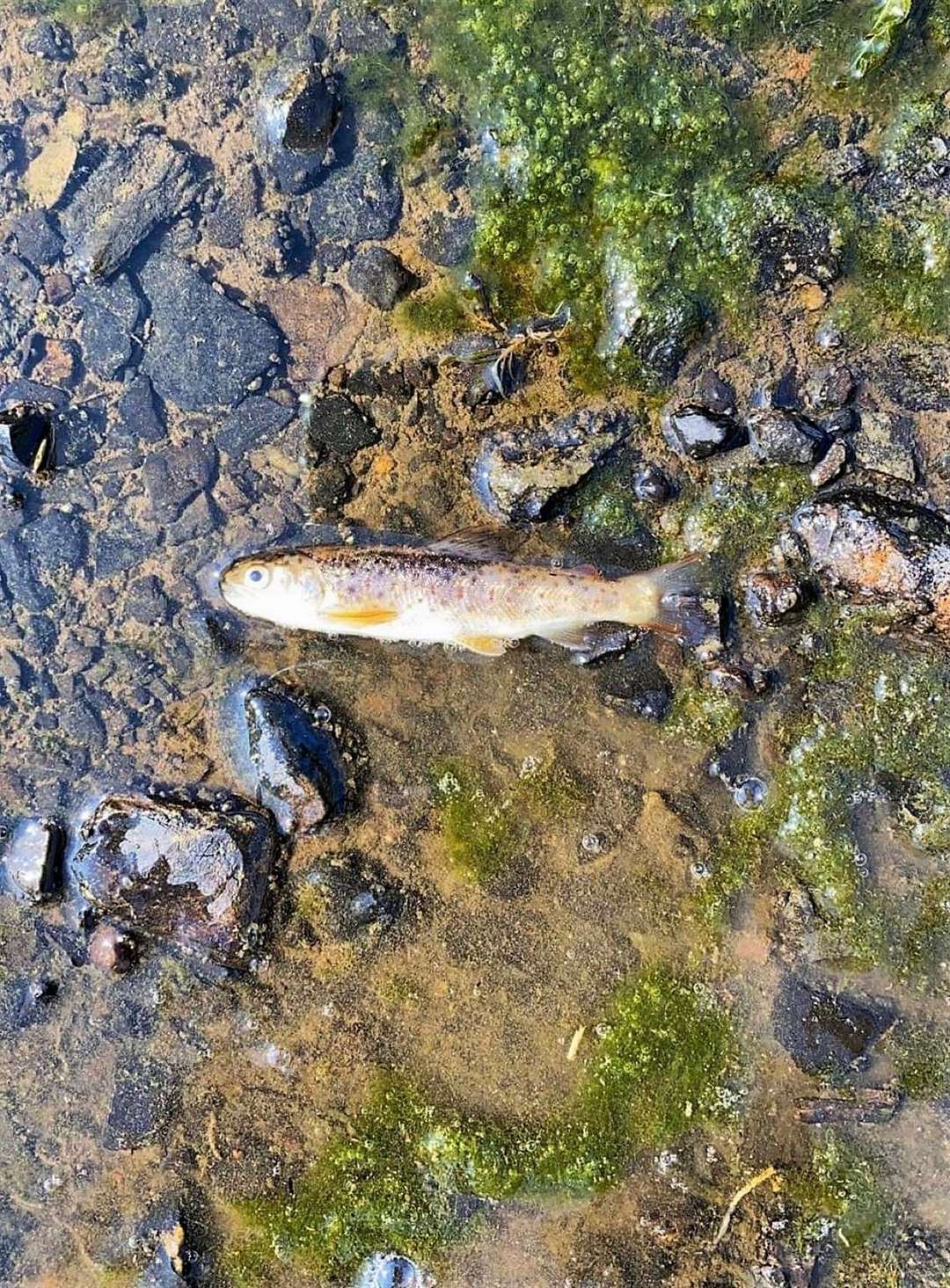 Many dead fish have been seen in the Mill Lade as its waters dried up. Picture: Martin McDonald