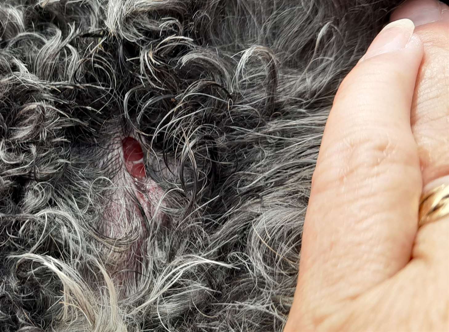 An 'bite mark' on the cockapoo whose owner says was viciously attacked by two of the Labradors. Picture: DGS