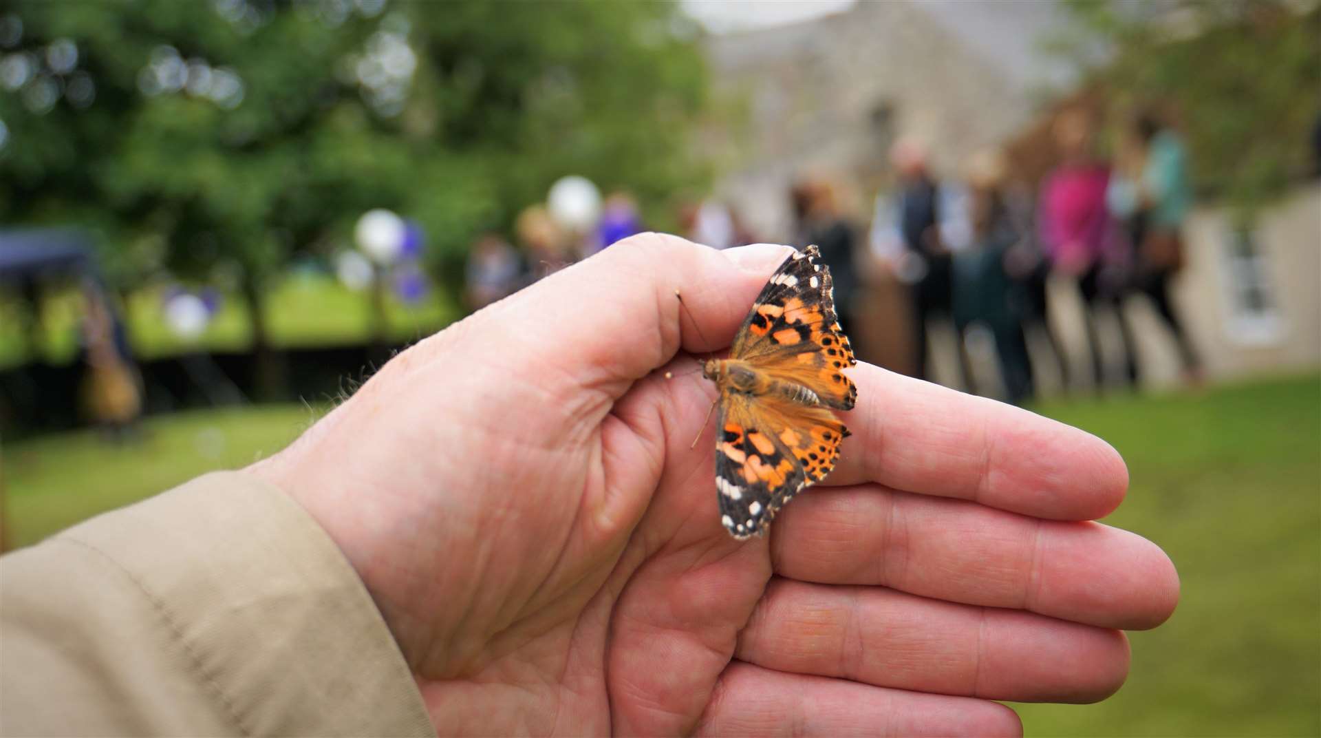 A painted lady butterfly in Wick last summer. Picture: DGS