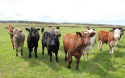 Hundreds of cattle, like these at Castletown, have now left their indoor residences. May is the traditional time of the year that cows, calves, stirks and stots take to the grass and summer grazings – farmers will be hoping for an improvement on April’s t