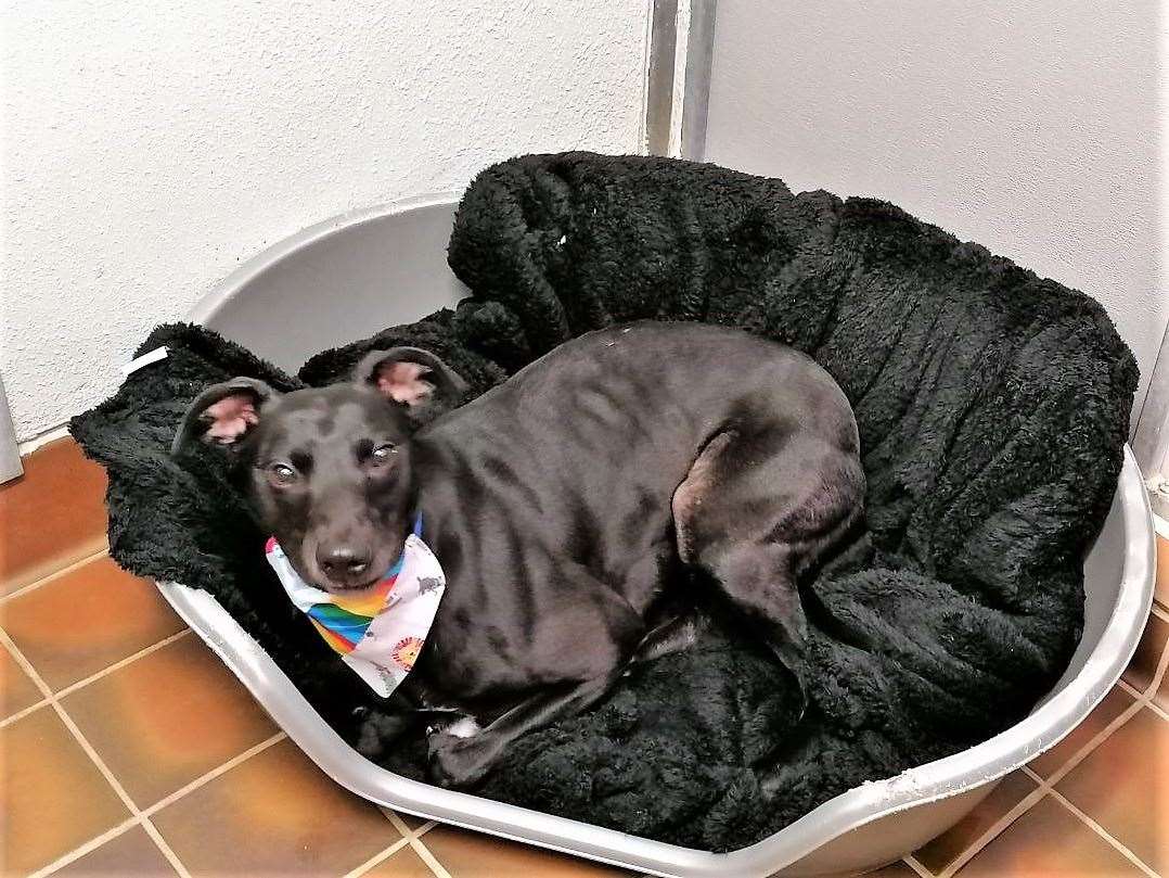 David the lurcher makes his bed on donated blankets.