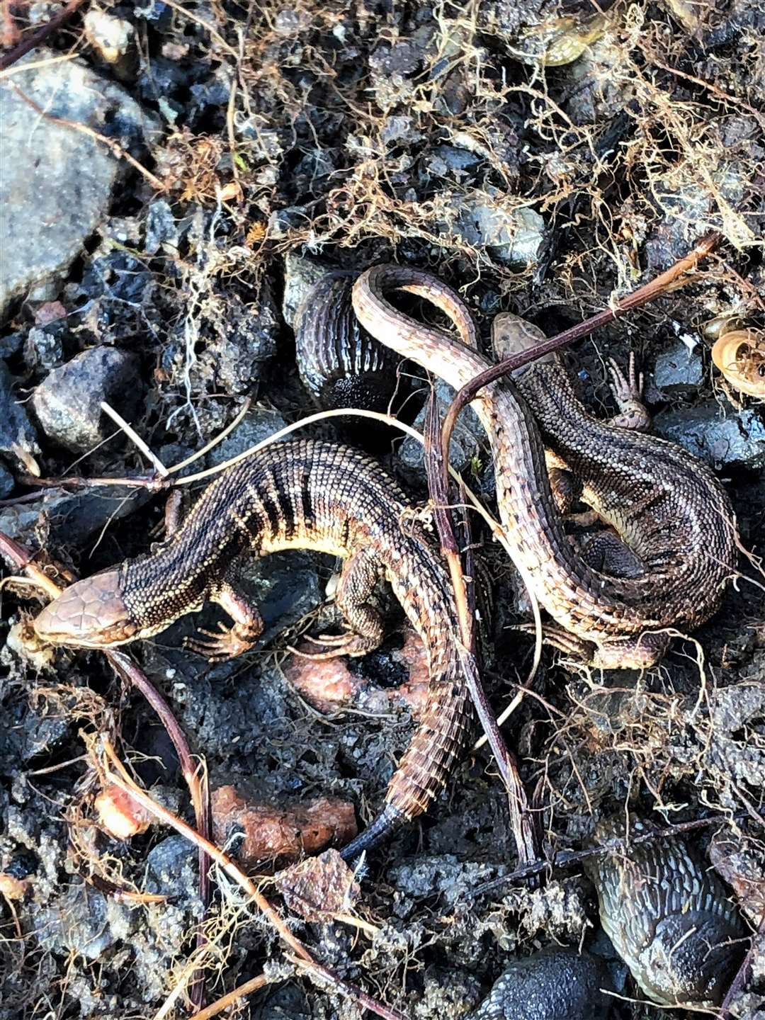 The two lizards were photographed near the Brethren Well at Lybster harbour. The one on the left may have shed its tail in the past as new growth can be seen. Pictures: Andrew Gunn