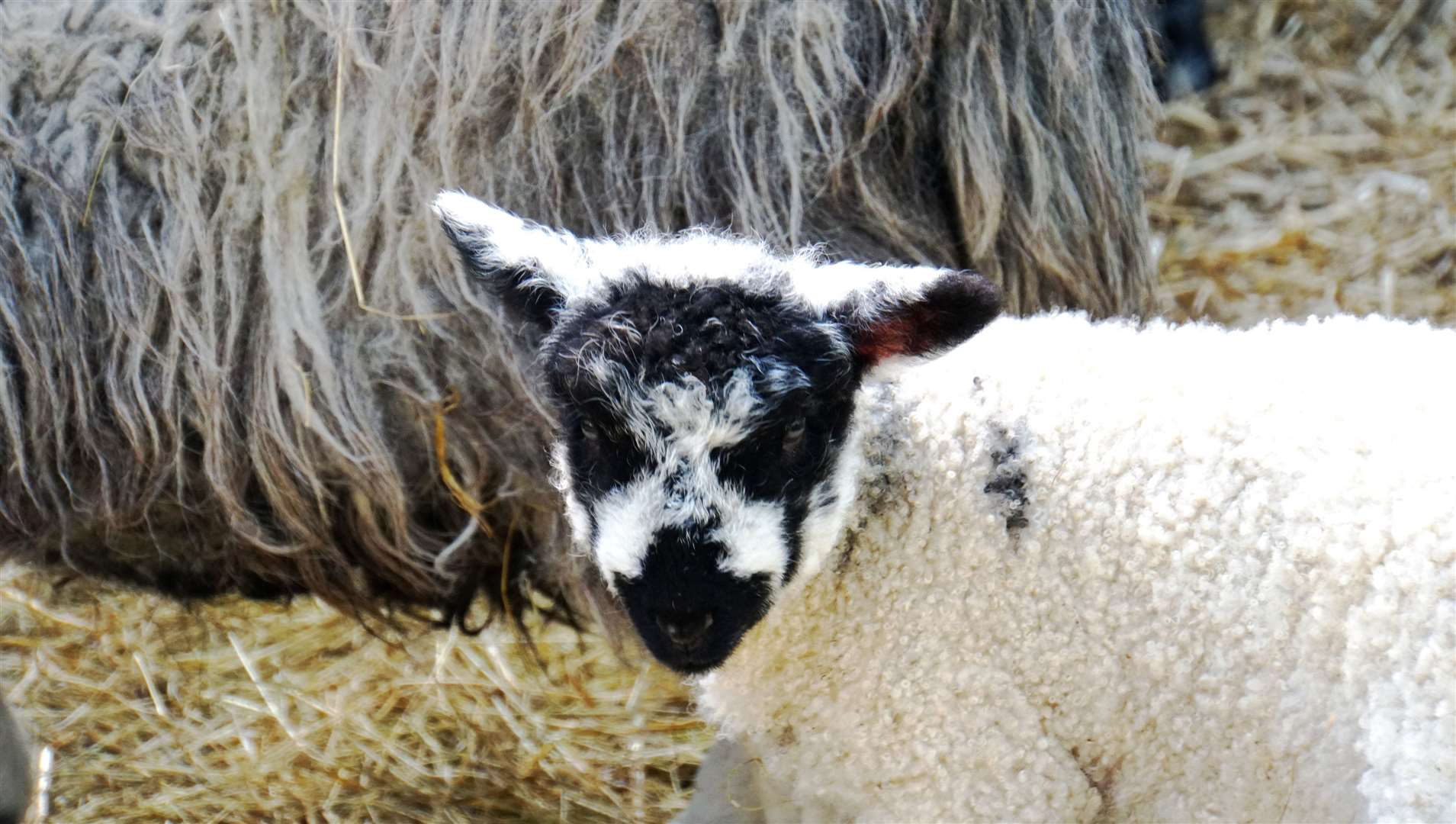 She might be called Freedom but this little lamb is firmly chained to mum. Photo: DGS