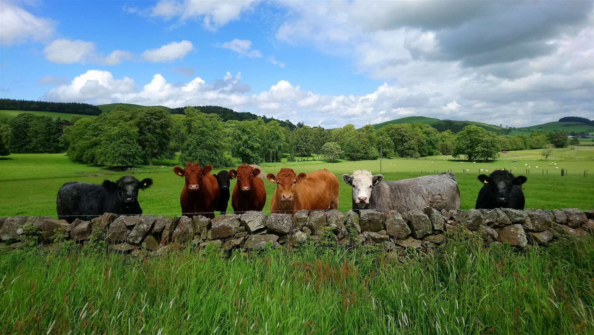 Trees can offer many benefits including as shade and shelter for livestock. Picture: Jayne Adamson