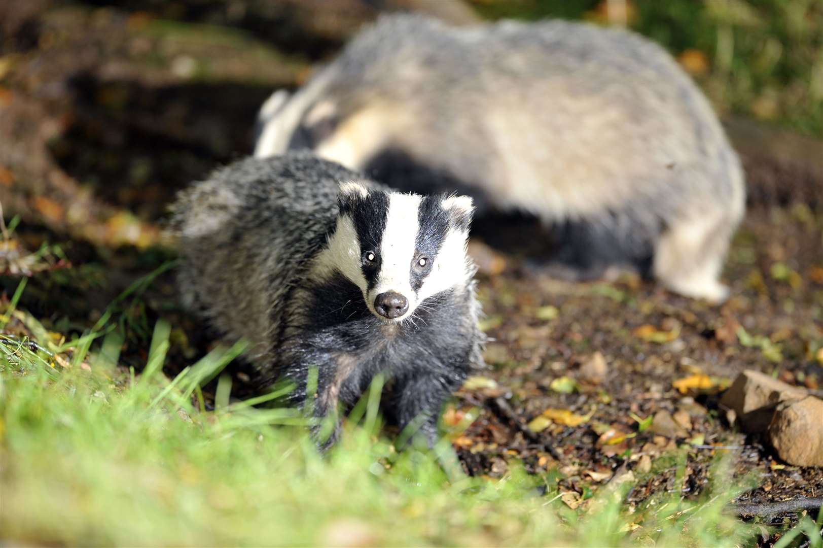 Concerns were raised about a proposed badger cull in Nottinghamshire (Ben Birchall/PA)