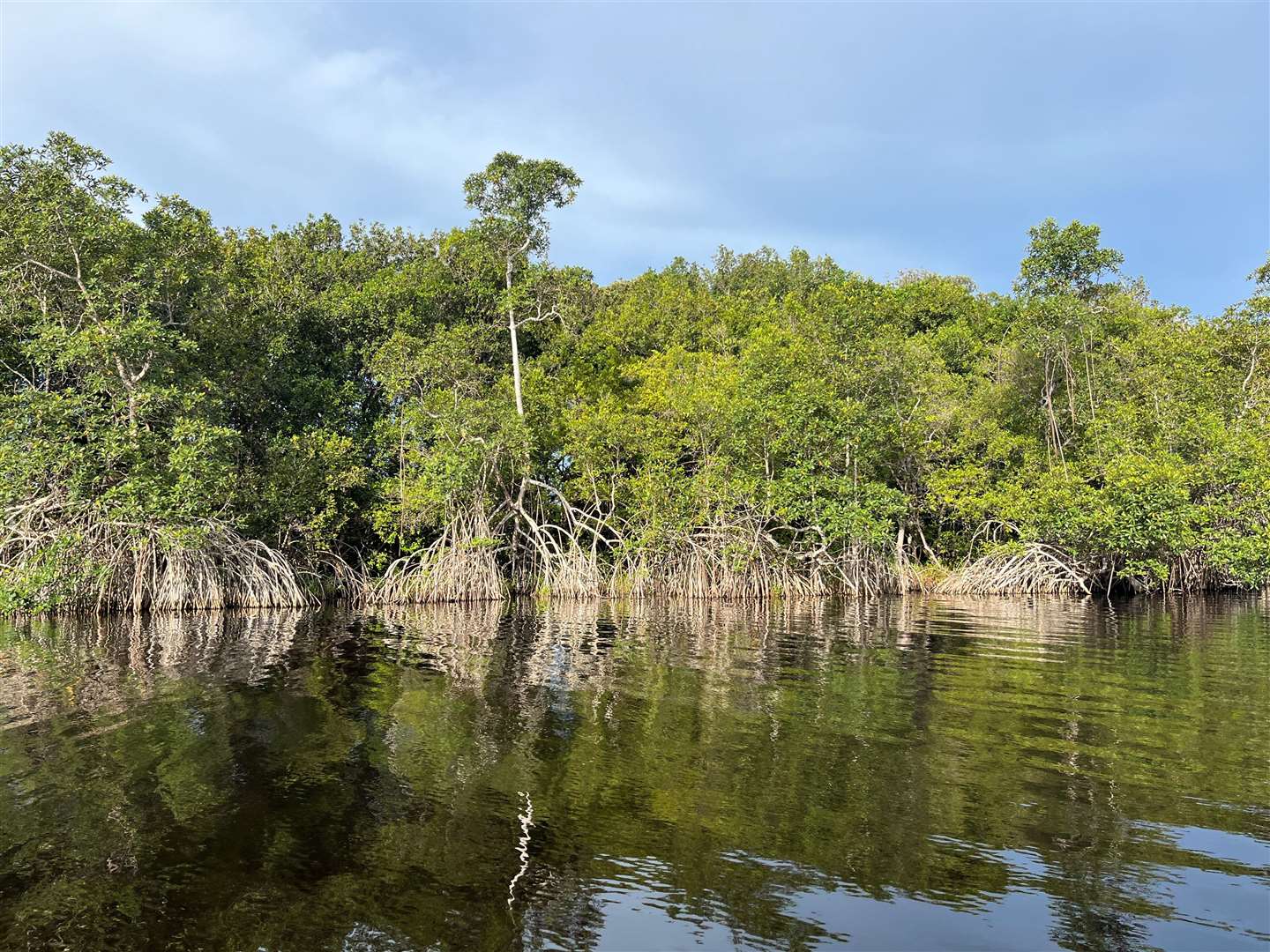 Mangroves provide shelter for wildlife, store carbon and protect coastal areas from storms (Emily Beament/PA)