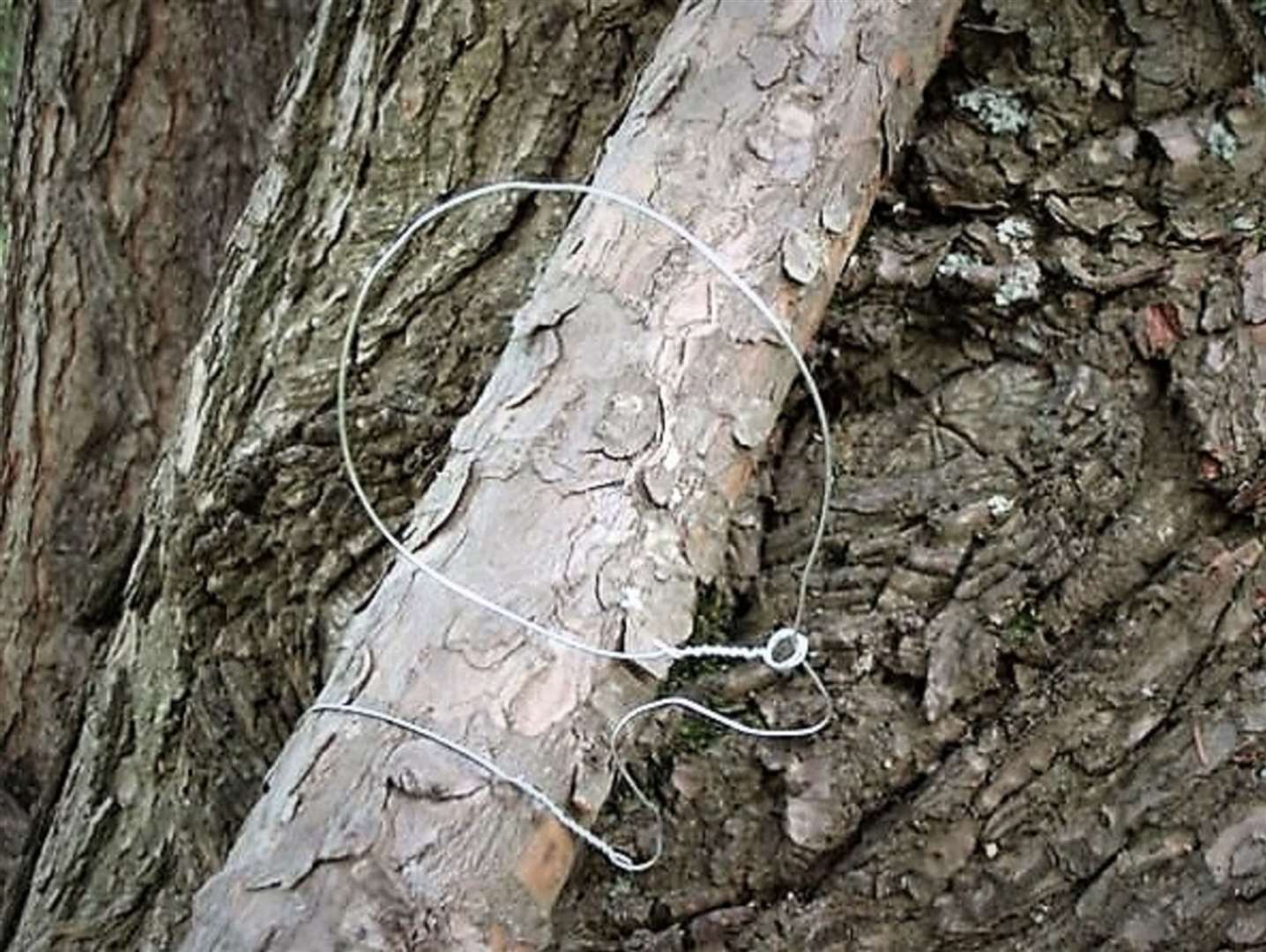 A snare for trapping wildlife.