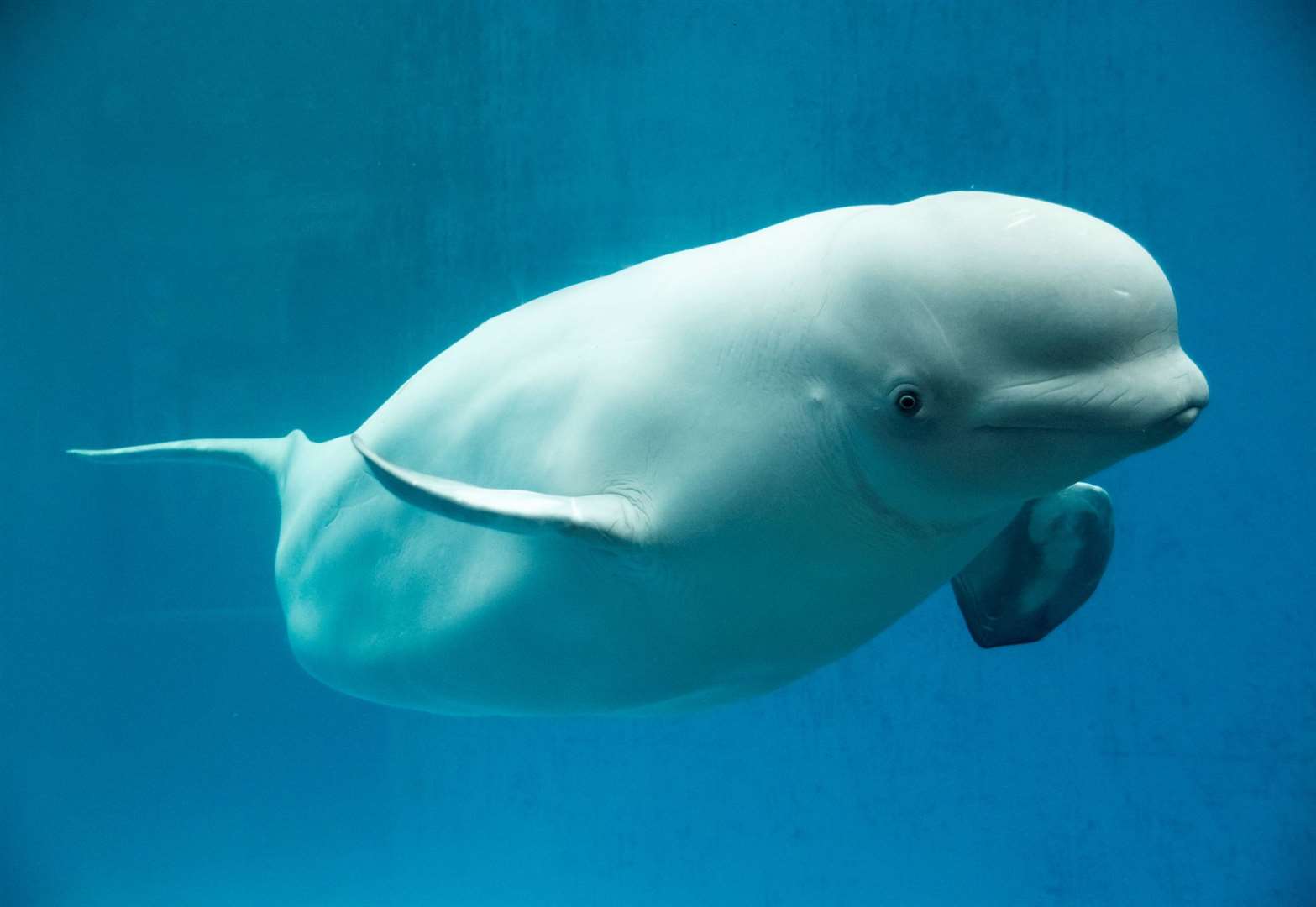 White beluga whale. Picture: iStock