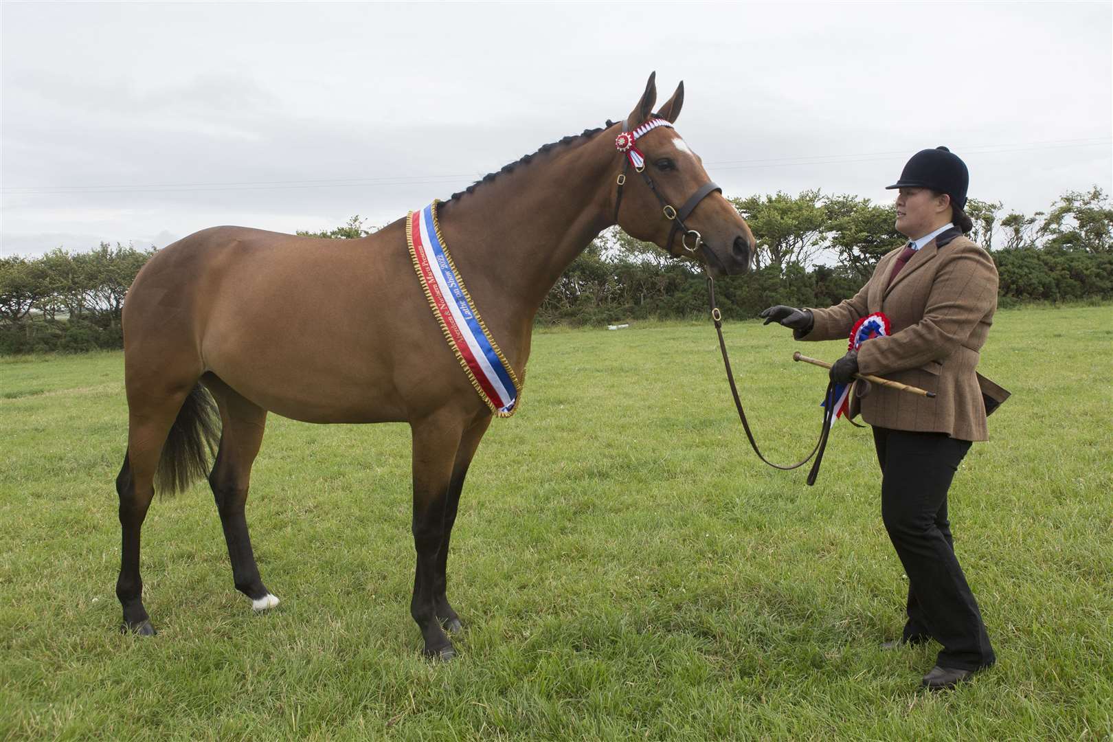 Kimmy Lai's three-year-old sports horse Ashlea's Hollywood Showgirl was the champion of champions at the Latheron Show last year. Picture: Robert MacDonald / Northern Studios