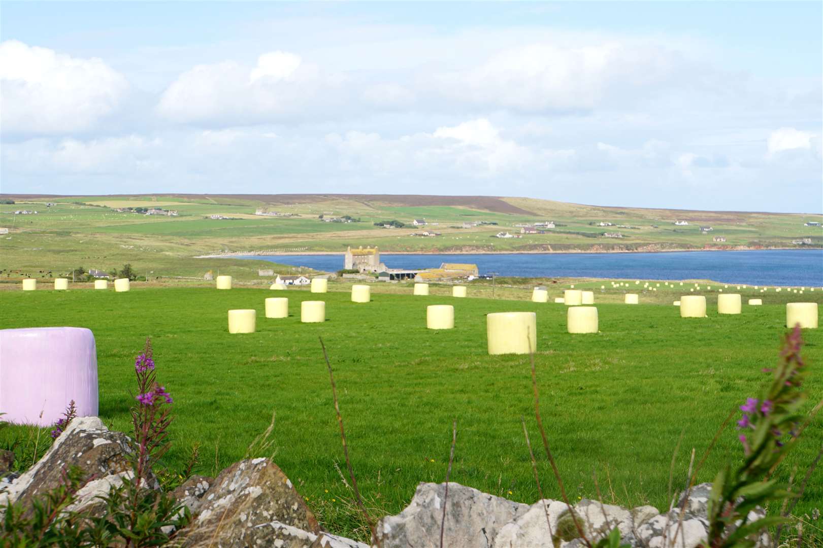 Different coloured bales of hay can be widely seen throughout the county like her at Freswick. The colours represent various types of cancer and a fraction of the wrapping costs goes to the relevant charity. Picture: DGS