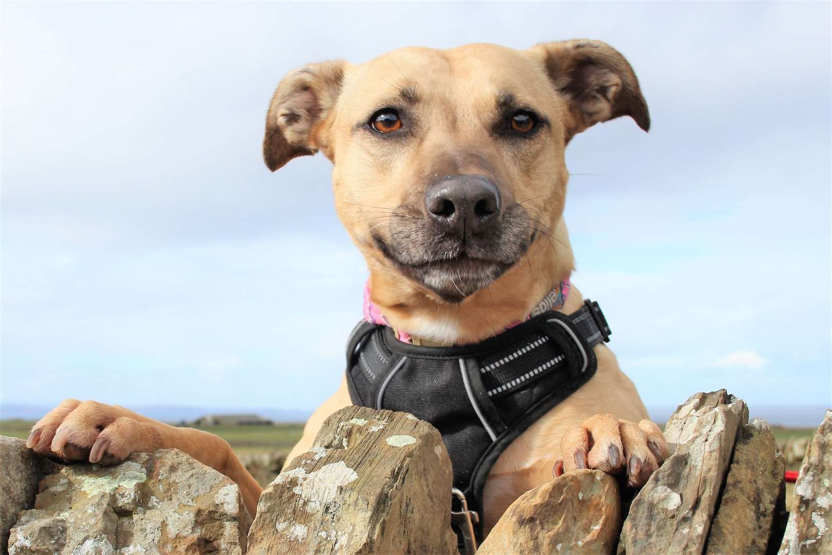 Keela is a loving dog who deserves a forever home say the Balmore staff. She loves playing with her toys.