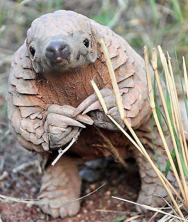 The pangolin is critically endangered.