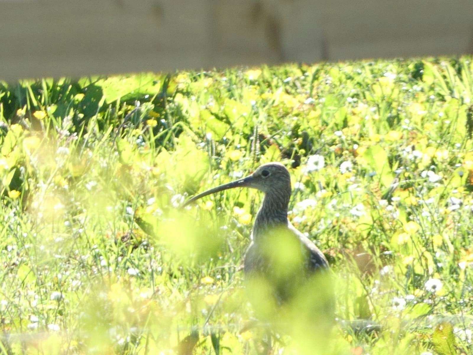 A curlew pictured at Occumster by Bev Haston.