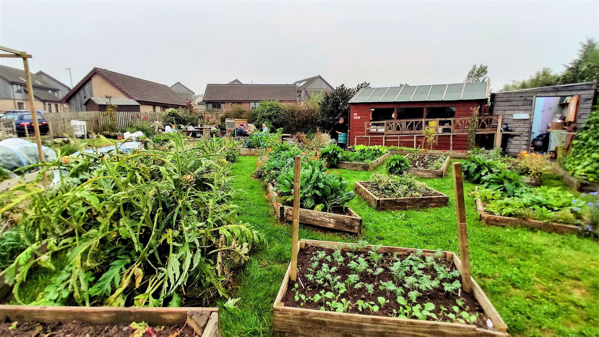 Thurso Grows garden project.
